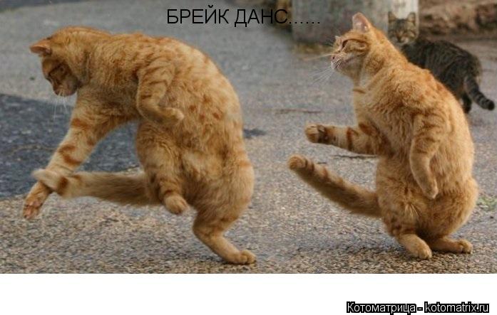БРЕЙК ДАНС......... Котоматрица: БРЕЙК ДАНС......