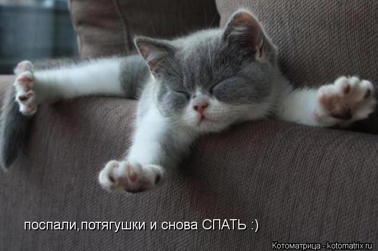 поспали,потягушки и снова СПАТЬ :)... Котоматрица: поспали,потягушки и снова СПАТЬ :)