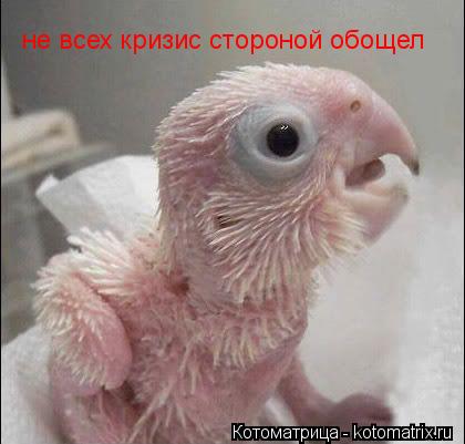 не всех кризис стороной обощел... Котоматрица: не всех кризис стороной обощел