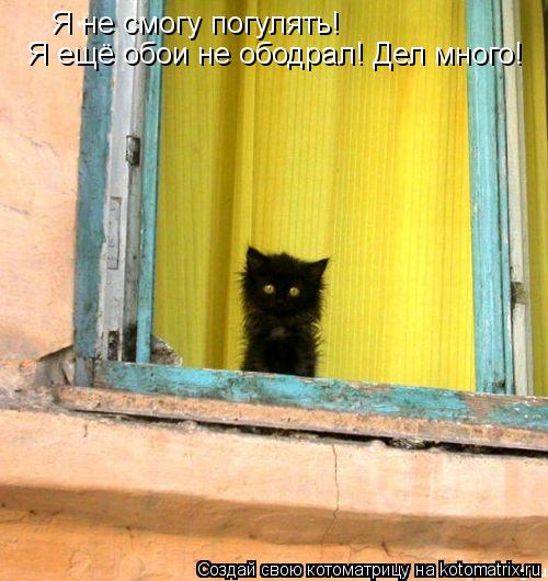 Котоматрица: Я не смогу погулять! Я ещё обои не ободрал! Дел много!