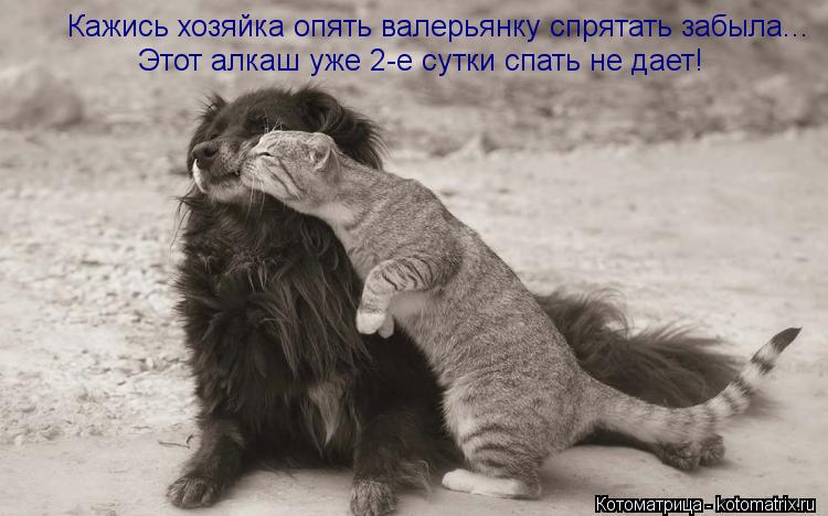 Кажись хозяйка опять валерьянку спрятать забыла... Этот алкаш уже 2-е сутки спать не дает!... Котоматрица: Кажись хозяйка опять валерьянку спрятать забыла... Этот алкаш уже 2-е сутки спать не дает!