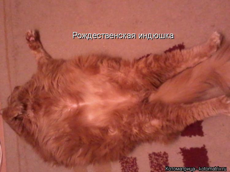 Рождественская индюшка Рождественская индюшка... Котоматрица: Рождественская индюшка Рождественская индюшка