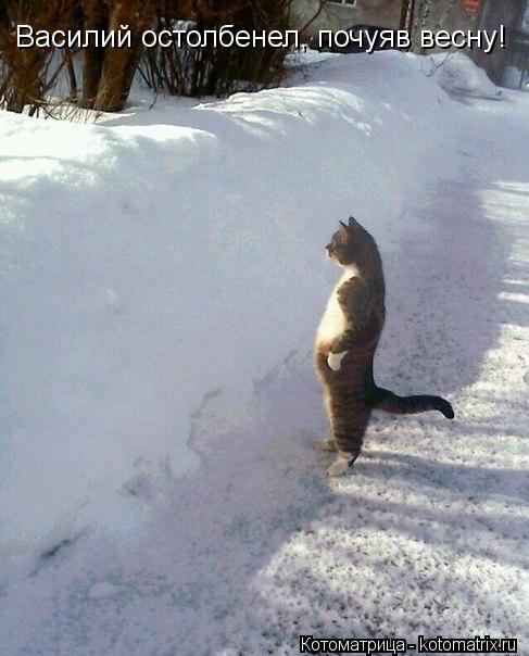 Василий остолбенел, почуяв весну!... Котоматрица: Василий остолбенел, почуяв весну!