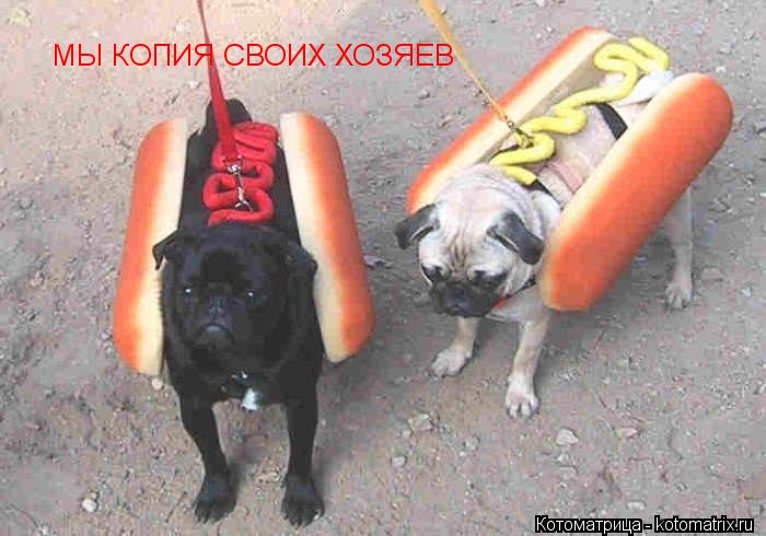 МЫ КОПИЯ СВОИХ ХОЗЯЕВ... Котоматрица: МЫ КОПИЯ СВОИХ ХОЗЯЕВ