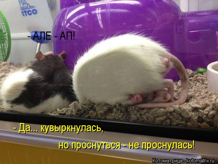 - АЛЕ - АП! - Да... кувыркнулась, но проснуться - не проснулась!... Котоматрица: - АЛЕ - АП! - Да... кувыркнулась, но проснуться - не проснулась!