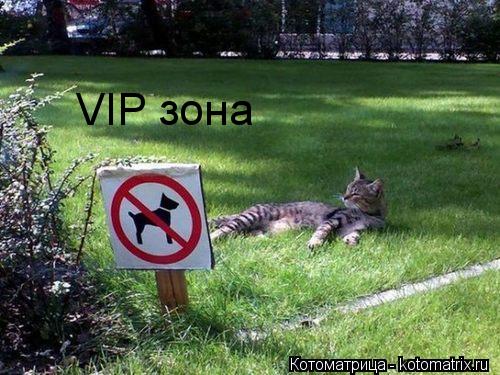 VIP зона... Котоматрица: VIP зона