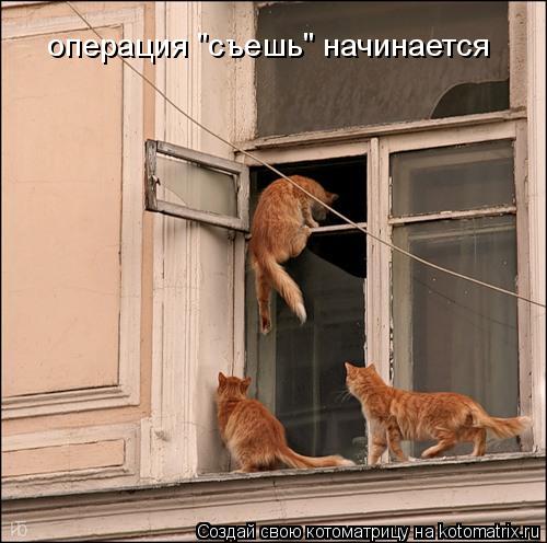 операция "съешь" начинается... Котоматрица: операция "съешь" начинается