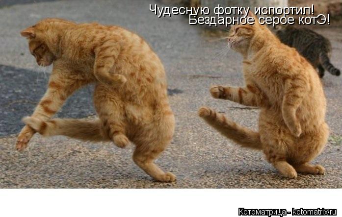 Чудесную фотку испортил! Бездарное серое котЭ!... Котоматрица: Чудесную фотку испортил! Бездарное серое котЭ!