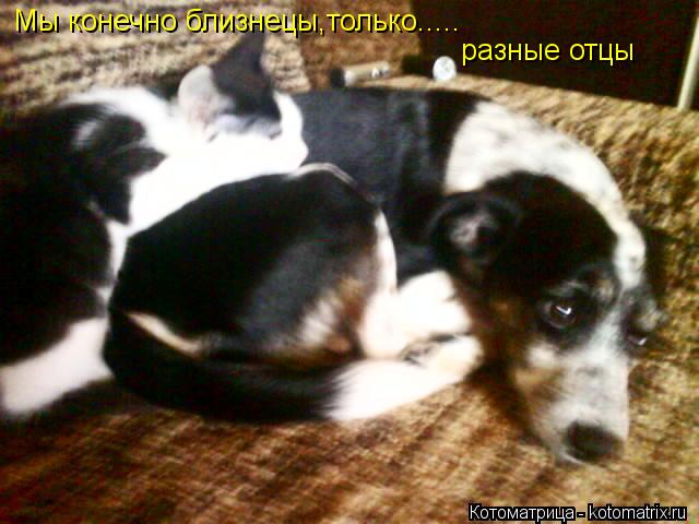 Мы конечно близнецы,только..... разные отцы... Котоматрица: Мы конечно близнецы,только..... разные отцы