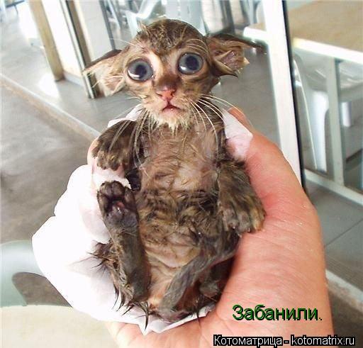 Забанили.... Котоматрица: Забанили.