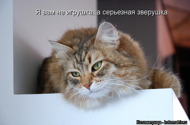 Я вам не игрушка, а серьезная зверушка... Котоматрица: Я вам не игрушка, а серьезная зверушка