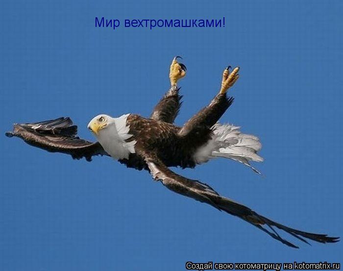 Мир вехтромашками!... Котоматрица: Мир вехтромашками!
