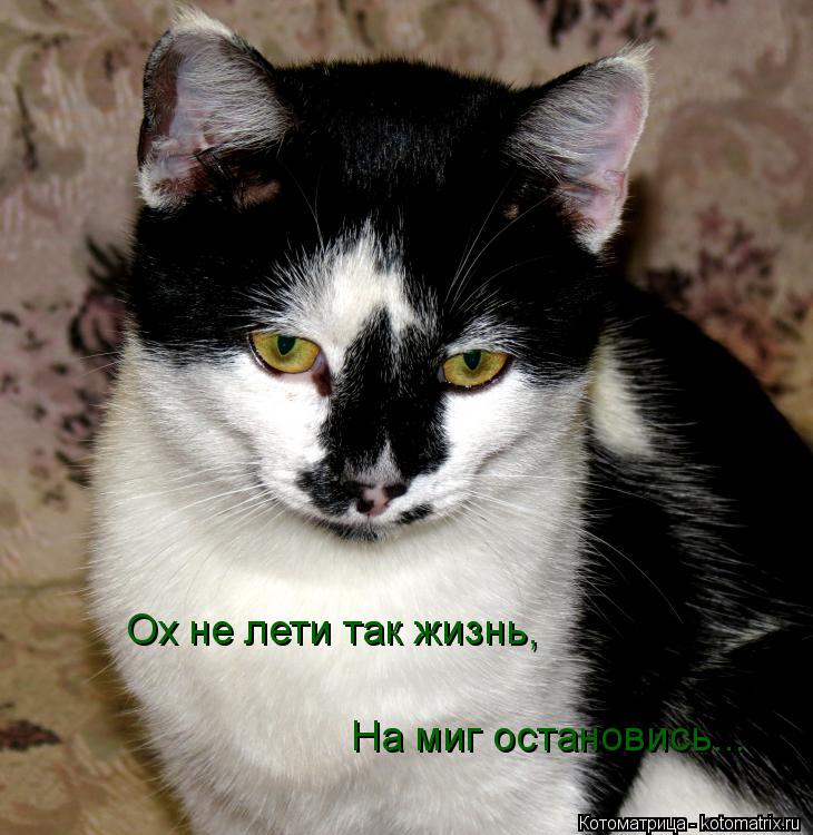 Ох не лети так жизнь, На миг остановись...... Котоматрица: Ох не лети так жизнь, На миг остановись...