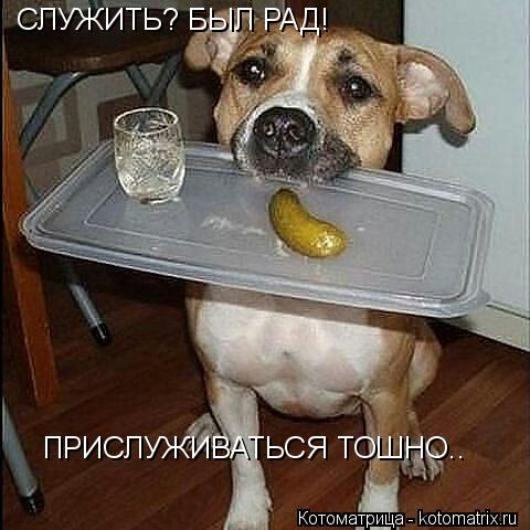 СЛУЖИТЬ? БЫЛ РАД! ПРИСЛУЖИВАТЬСЯ ТОШНО..... Котоматрица: СЛУЖИТЬ? БЫЛ РАД! ПРИСЛУЖИВАТЬСЯ ТОШНО..