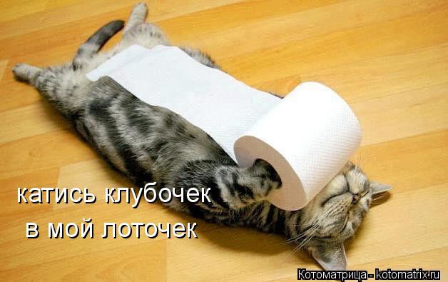 катись клубочек в мой лоточек... Котоматрица: катись клубочек в мой лоточек