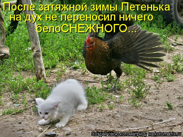 После затяжной зимы Петенька на дух не переносил ничего белоСНЕЖНОГО...... Котоматрица: После затяжной зимы Петенька на дух не переносил ничего белоСНЕЖНОГО...