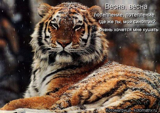 Весна, весна потепление, потепление очень хочется мне кушать где же ты, мой синоптик?... Котоматрица: Весна, весна потепление, потепление очень хочется мне кушать где же ты, мой синоптик?