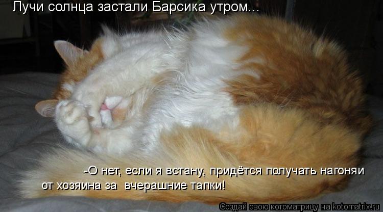 Лучи солнца застали Барсика утром... -О нет, если я встану, придётся получать нагоняи от хозяина за ... Котоматрица: Лучи солнца застали Барсика утром... -О нет, если я встану, придётся получать нагоняи от хозяина за вчерашние тапки!