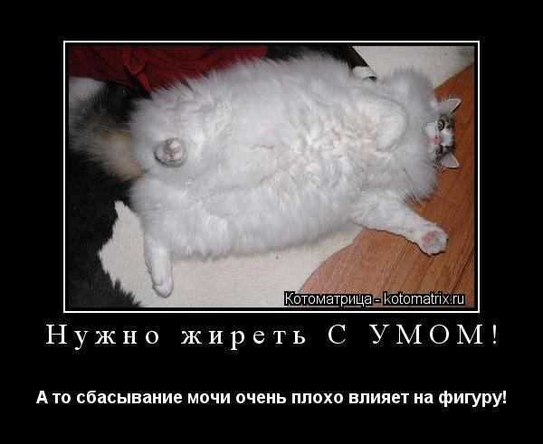 Нужно жиреть С УМОМ! А то сбасывание мочи очень плохо влияет на фигуру!... Котоматрица: Нужно жиреть С УМОМ! А то сбасывание мочи очень плохо влияет на фигуру!