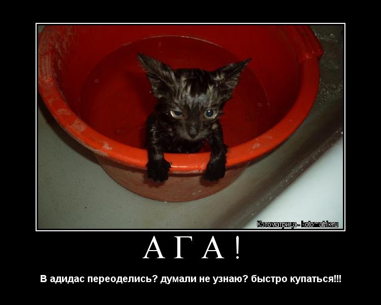 АГА! В адидас переоделись? думали не узнаю? быстро купаться!!!... Котоматрица: АГА! В адидас переоделись? думали не узнаю? быстро купаться!!!