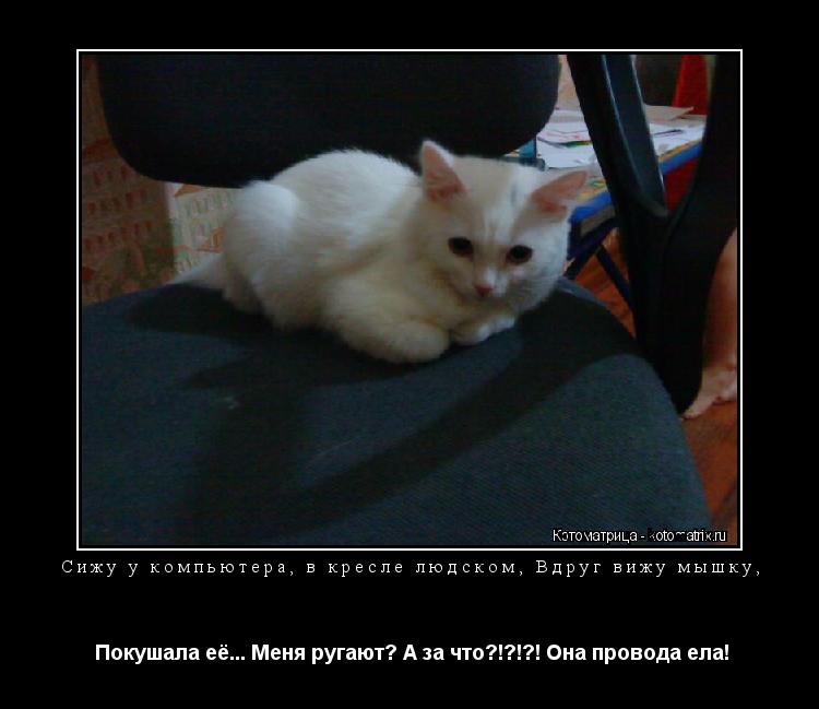 Сижу у компьютера, в кресле людском, Вдруг вижу мышку, Покушала её... Меня ругают? А за что?!?!?! Он... Котоматрица: Сижу у компьютера, в кресле людском, Вдруг вижу мышку, Покушала её... Меня ругают? А за что?!?!?! Она провода ела!