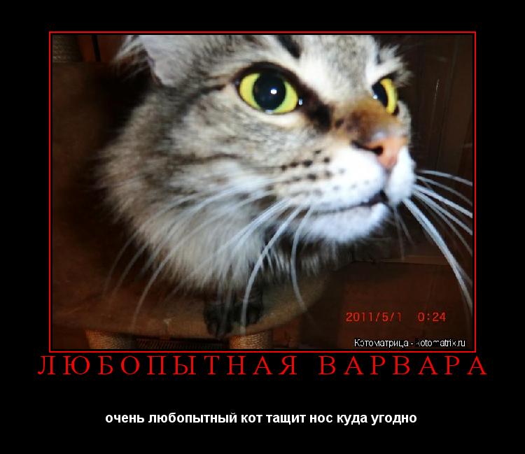 ЛЮБОПЫТНАЯ ВАРВАРА очень любопытный кот тащит нос куда угодно ... Котоматрица: ЛЮБОПЫТНАЯ ВАРВАРА очень любопытный кот тащит нос куда угодно