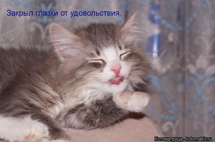 Закрыл глазки от удовольствия.... Котоматрица: Закрыл глазки от удовольствия.
