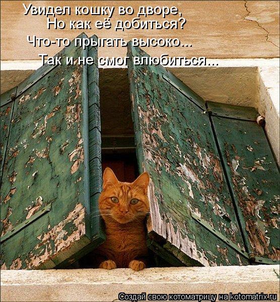 Увидел кошку во дворе, Но как её добиться? Что-то прыгать высоко... Так и не смог влюбиться...... Котоматрица: Увидел кошку во дворе, Но как её добиться? Что-то прыгать высоко... Так и не смог влюбиться...