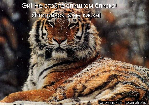Эй! Не стойте слишком близко! Я тигрёнок, а не киска!... Котоматрица: Эй! Не стойте слишком близко! Я тигрёнок, а не киска!