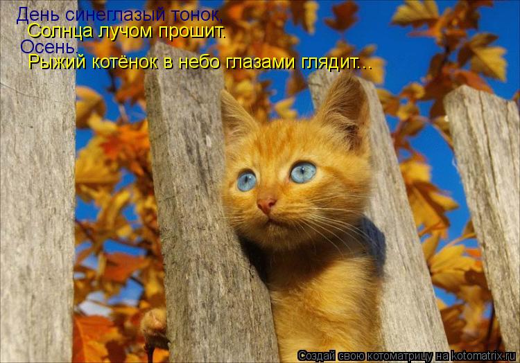 Котоматрица: День синеглазый тонок, Солнца лучом прошит. Осень. Рыжий котёнок в небо глазами глядит...