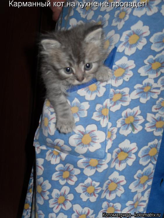 Карманный кот на кухне не пропадет!... Котоматрица: Карманный кот на кухне не пропадет!