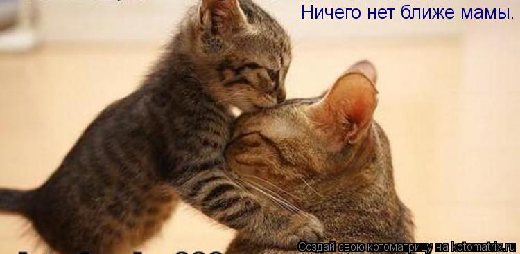 Ничего нет ближе мамы.... Котоматрица: Ничего нет ближе мамы.