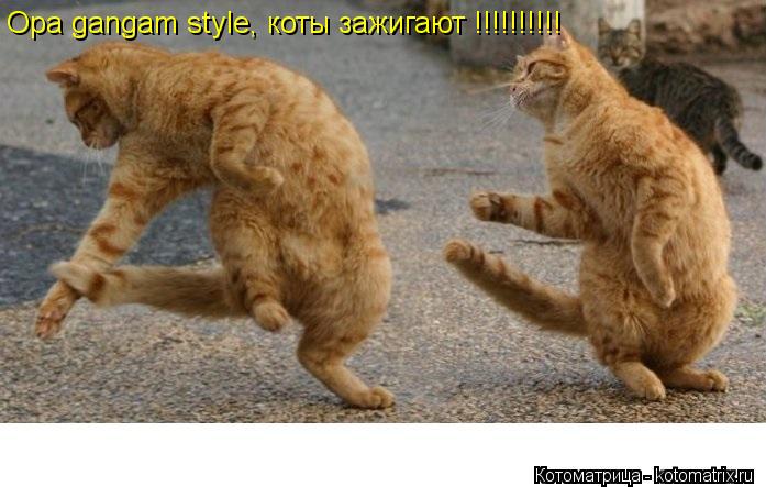 Opa gangam style, коты зажигают !!!!!!!!!!... Котоматрица: Opa gangam style, коты зажигают !!!!!!!!!!