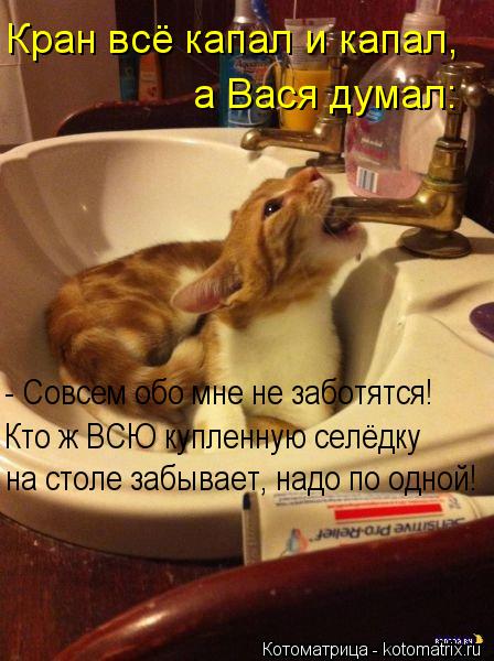 Кран всё капал и капал, а Вася думал: - Совсем обо мне не заботятся! Кто ж ВСЮ купленную селёдку на ... Котоматрица: Кран всё капал и капал, а Вася думал: - Совсем обо мне не заботятся! Кто ж ВСЮ купленную селёдку на столе забывает, надо по одной!