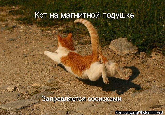 Кот на магнитной подушке Заправляется сосисками... Котоматрица: Кот на магнитной подушке Заправляется сосисками