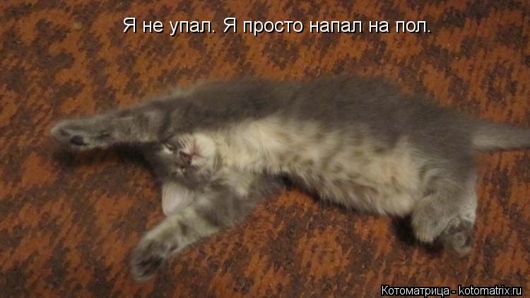 Я не упал. Я просто напал на пол.... Котоматрица: Я не упал. Я просто напал на пол.