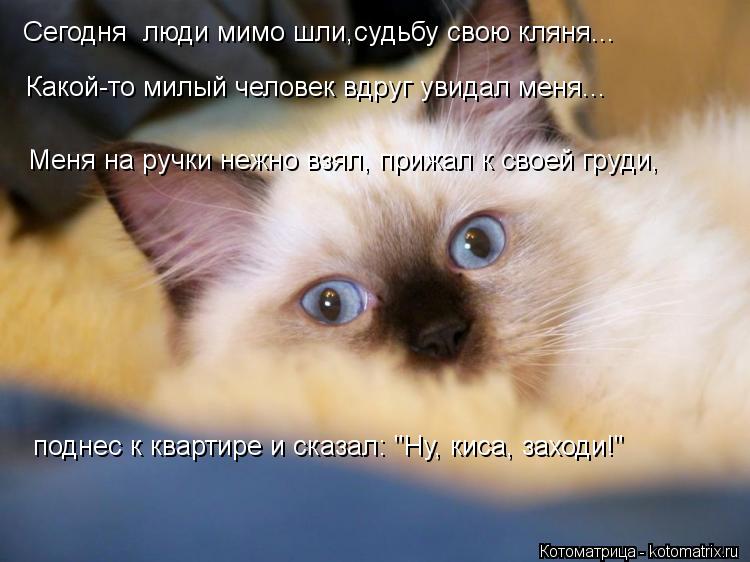 Сегодня люди мимо шли,судьбу свою кляня... Какой-то милый человек вдруг увидал меня... Меня на ручки... Котоматрица: Сегодня люди мимо шли,судьбу свою кляня... Какой-то милый человек вдруг увидал меня... Меня на ручки нежно взял, прижал к своей груди, поднес