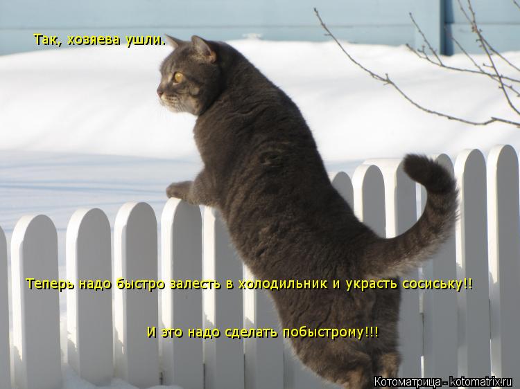Так, хозяева ушли. Теперь надо быстро залесть в холодильник и украсть сосиську!! И это надо сделать п... Котоматрица: Так, хозяева ушли. Теперь надо быстро залесть в холодильник и украсть сосиську!! И это надо сделать побыстрому!!!