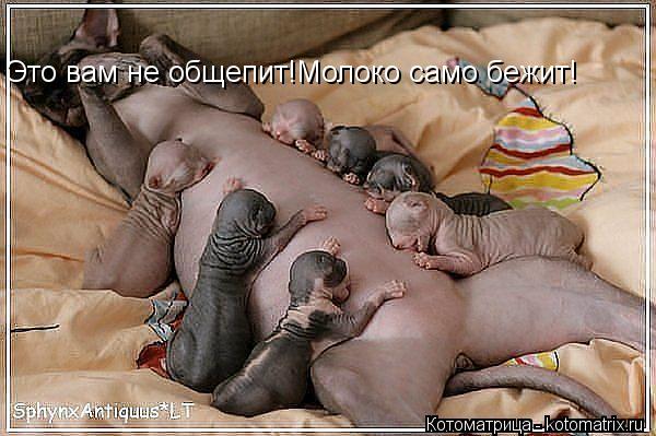 Это вам не общепит!Молоко само бежит!... Котоматрица: Это вам не общепит!Молоко само бежит!
