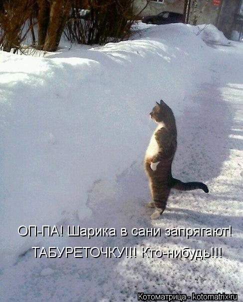 ОП-ПА! Шарика в сани запрягают! ТАБУРЕТОЧКУ!!! Кто-нибудь!!!... Котоматрица: ОП-ПА! Шарика в сани запрягают! ТАБУРЕТОЧКУ!!! Кто-нибудь!!!