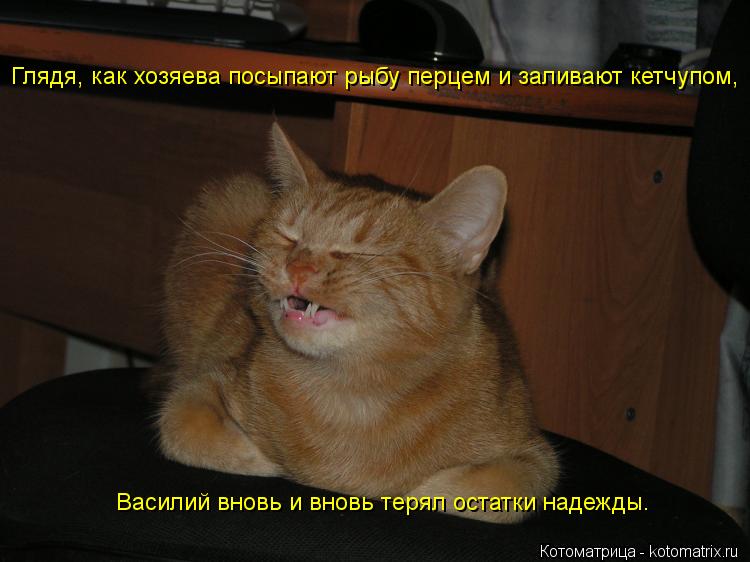 Глядя, как хозяева посыпают рыбу перцем и заливают кетчупом, Василий вновь и вновь терял остатки наде... Котоматрица: Глядя, как хозяева посыпают рыбу перцем и заливают кетчупом, Василий вновь и вновь терял остатки надежды.