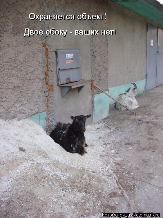 Охраняется объект! Двое сбоку - ваших нет!... Котоматрица: Охраняется объект! Двое сбоку - ваших нет!