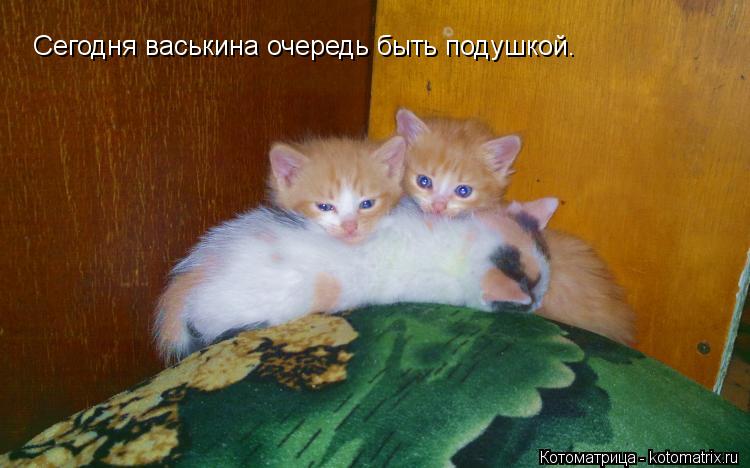 Сегодня васькина очередь быть подушкой.... Котоматрица: Сегодня васькина очередь быть подушкой.