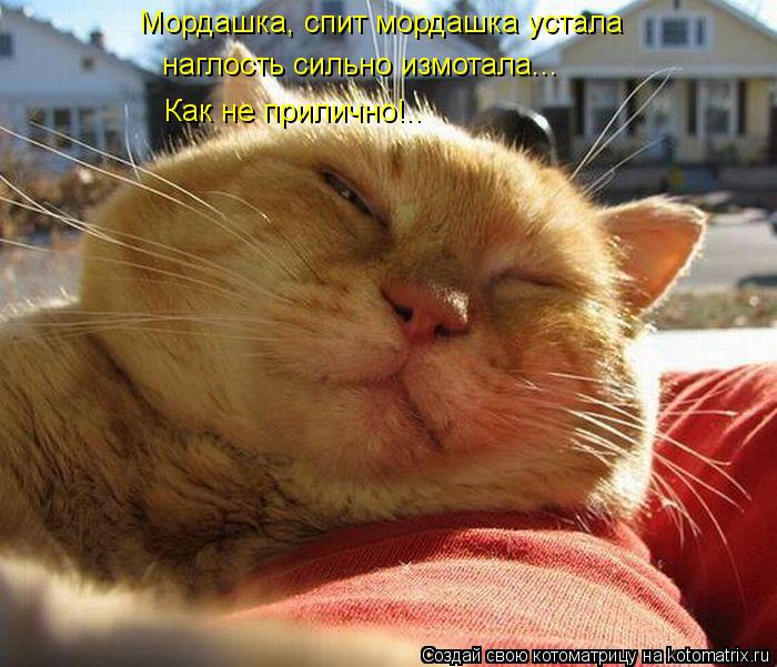 Мордашка, спит мордашка устала наглость сильно измотала... Как не прилично!..... Котоматрица: Мордашка, спит мордашка устала наглость сильно измотала... Как не прилично!..