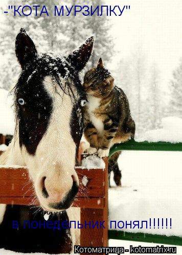 -"КОТА МУРЗИЛКУ" в понедельник понял!!!!!!... Котоматрица: -"КОТА МУРЗИЛКУ" в понедельник понял!!!!!!