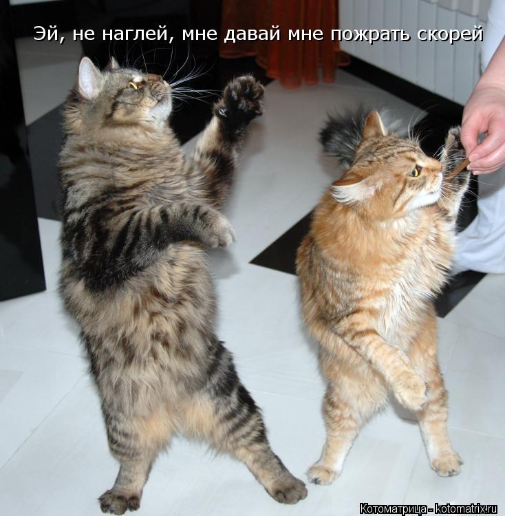 Эй, не наглей, мне давай мне пожрать скорей... Котоматрица: Эй, не наглей, мне давай мне пожрать скорей