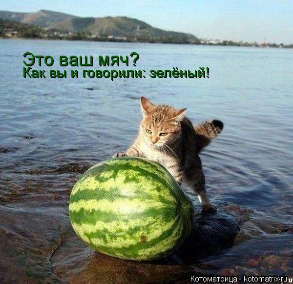 Котоматрица: Это ваш мяч? Как вы и говорили: зелёный!