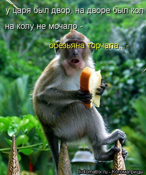 у царя был двор, на дворе был кол на колу не мочало - на колу не мочало - обезьяна торчала...-... Котоматрица: у царя был двор, на дворе был кол на колу не мочало - на колу не мочало - обезьяна торчала...-