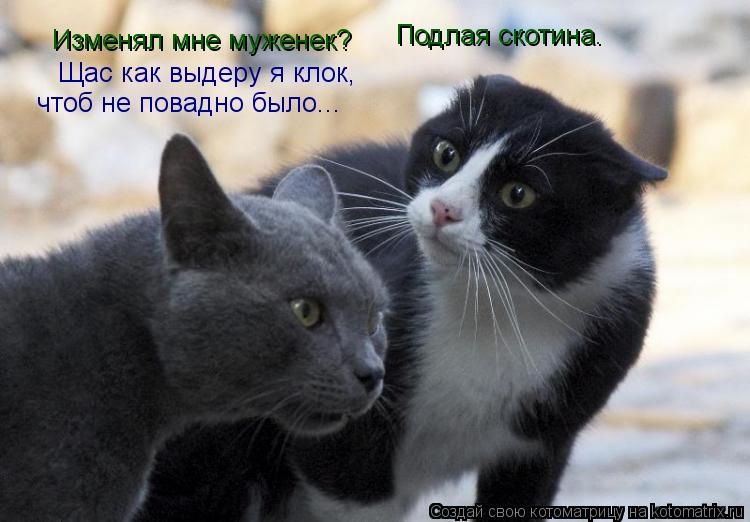 Изменял мне муженек? Подлая скотина. Щас как выдеру я клок, чтоб не повадно было...... Котоматрица: Изменял мне муженек? Подлая скотина. Щас как выдеру я клок, чтоб не повадно было...