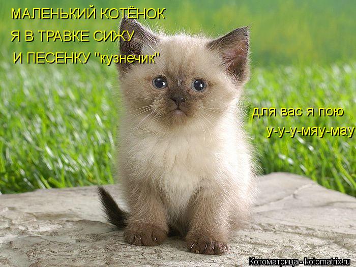 МАЛЕНЬКИЙ КОТЁНОК Я В ТРАВКЕ СИЖУ И ПЕСЕНКУ "кузнечик" для вас я пою у-у-у-мяу-мау... Котоматрица: МАЛЕНЬКИЙ КОТЁНОК Я В ТРАВКЕ СИЖУ И ПЕСЕНКУ "кузнечик" для вас я пою у-у-у-мяу-мау